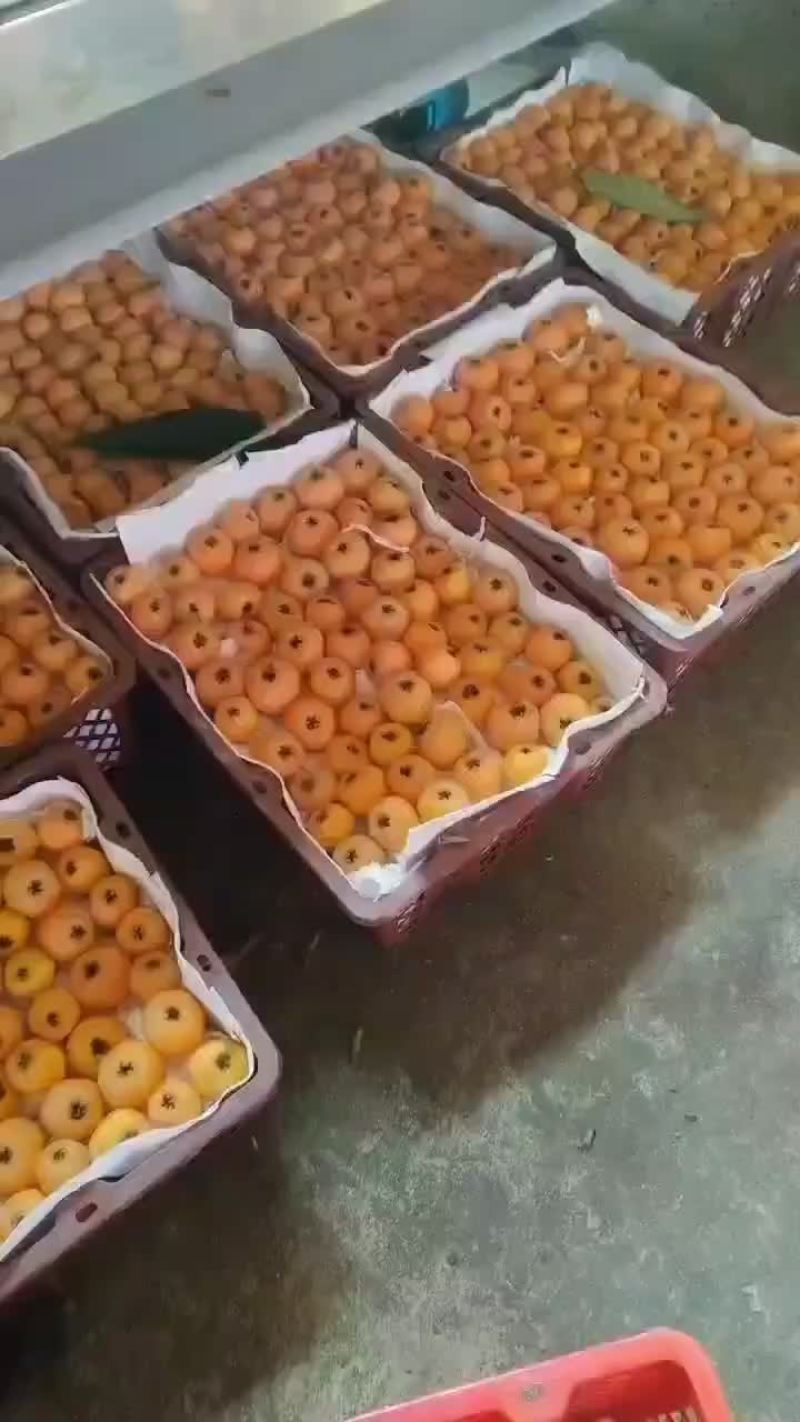 大五星枇杷，还有一个月好gao