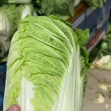 河北白菜-玲珑黄白菜规格齐全品质好支持全国代发