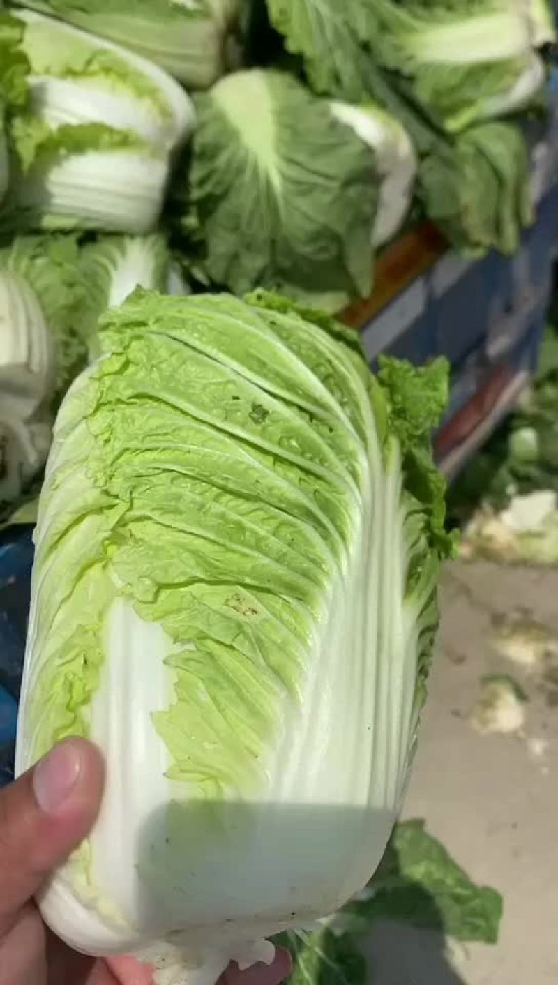河北白菜-玲珑黄白菜规格齐全品质好支持全国代发