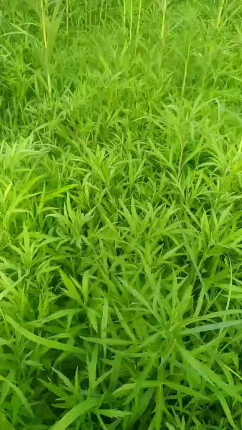 芦蒿