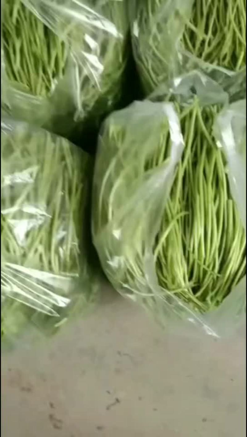 芦蒿