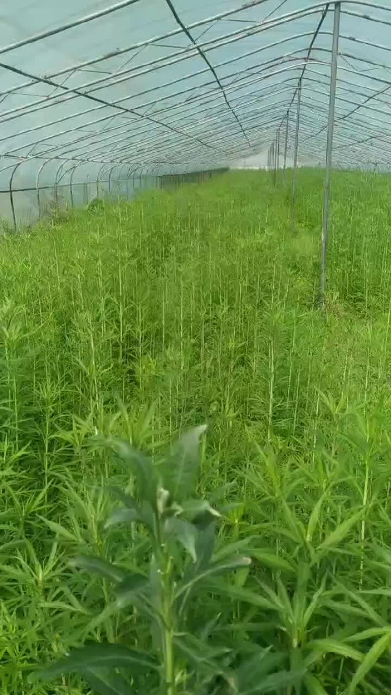 芦蒿