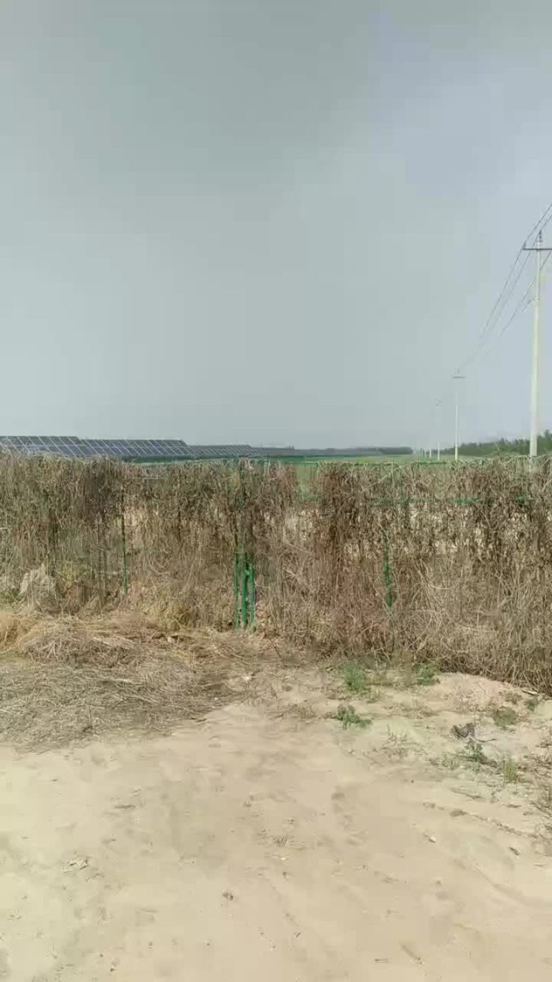 芦蒿