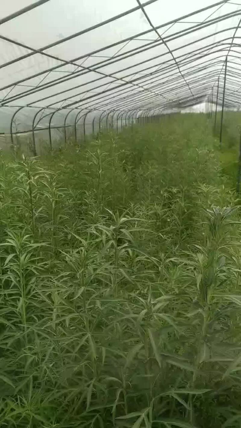 芦蒿