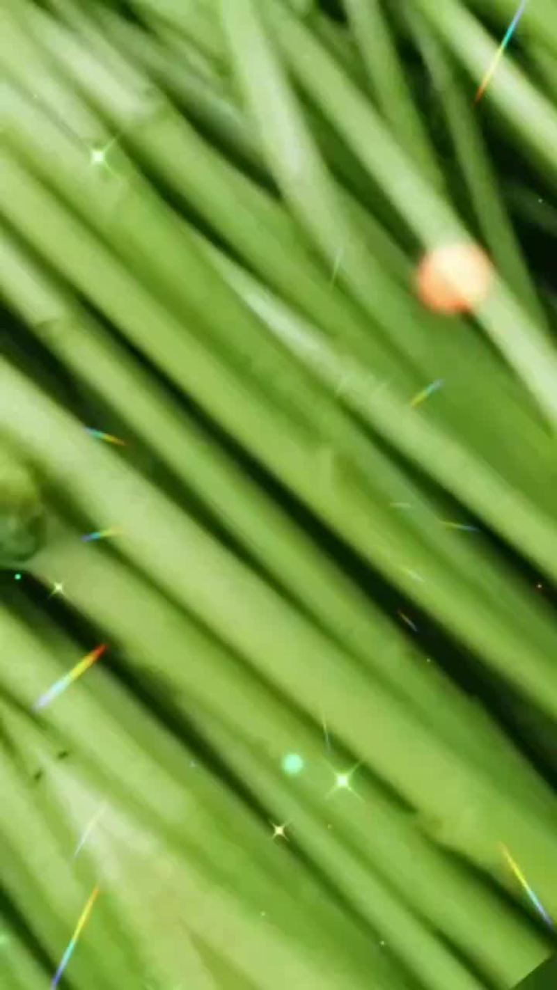 芦蒿
