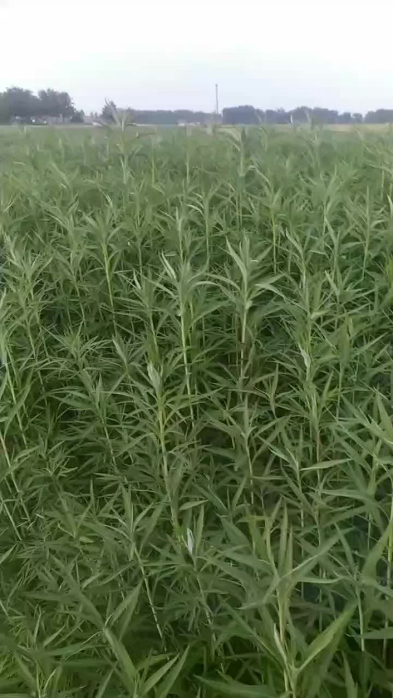 芦蒿