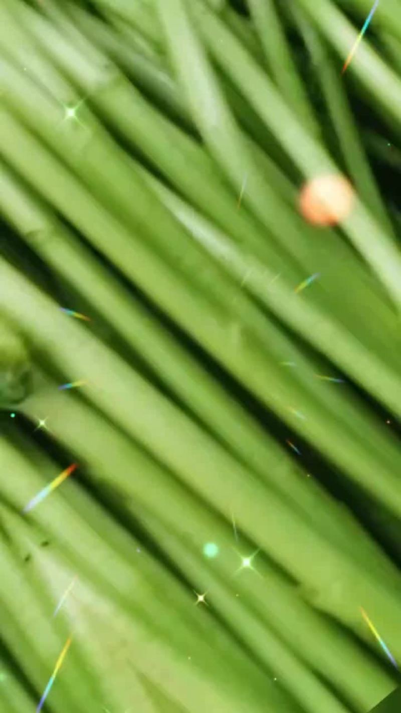 芦蒿