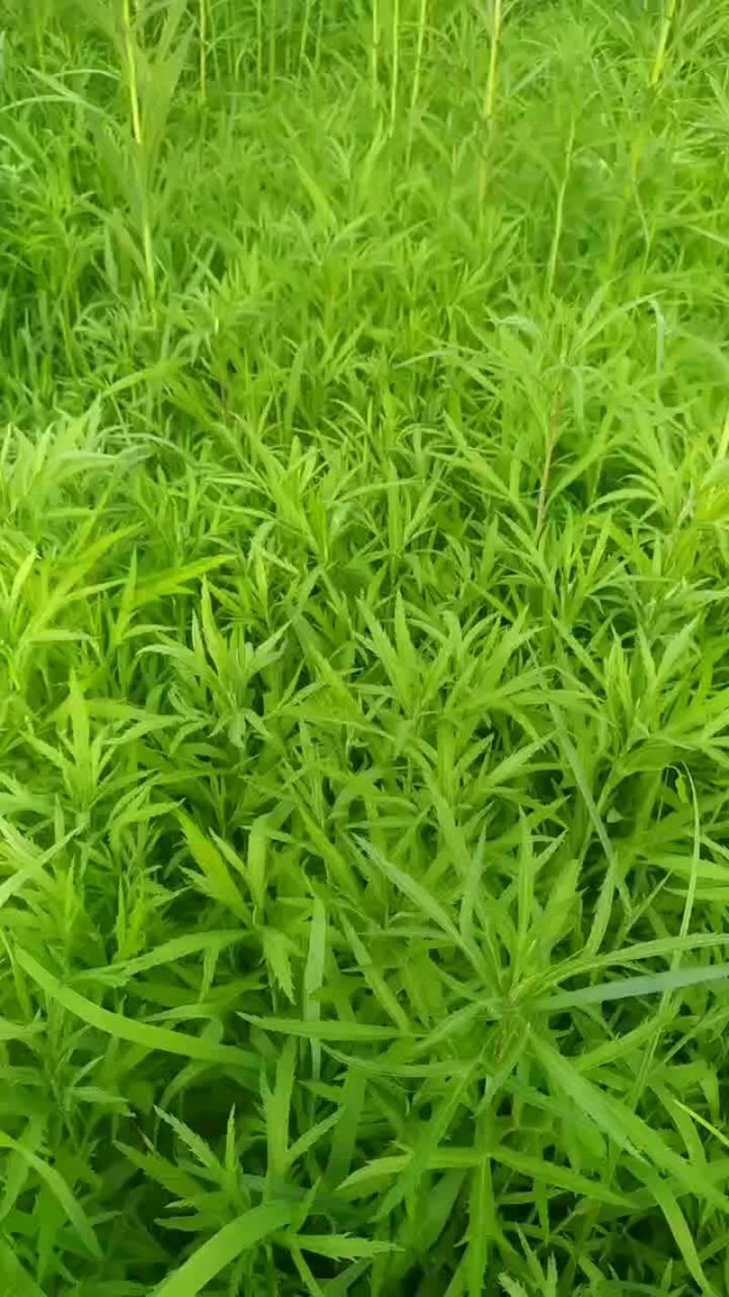芦蒿