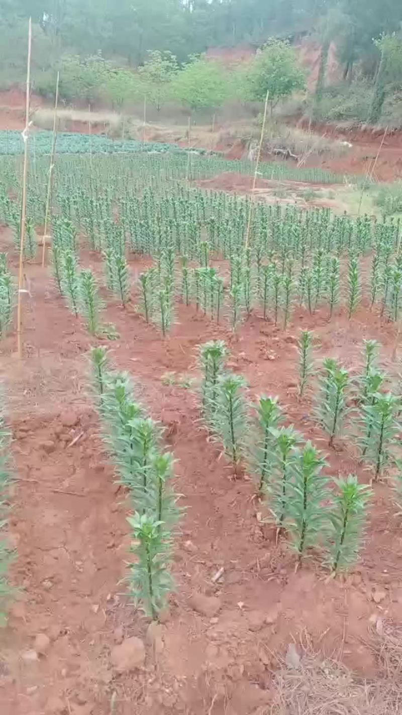 云南食用百合种植基地