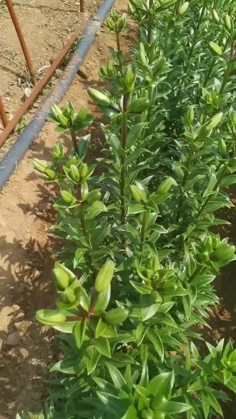 云南食用百合种植基地