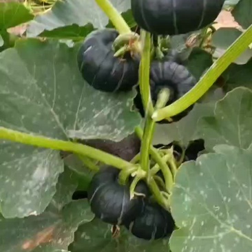 麻杆贝贝南瓜