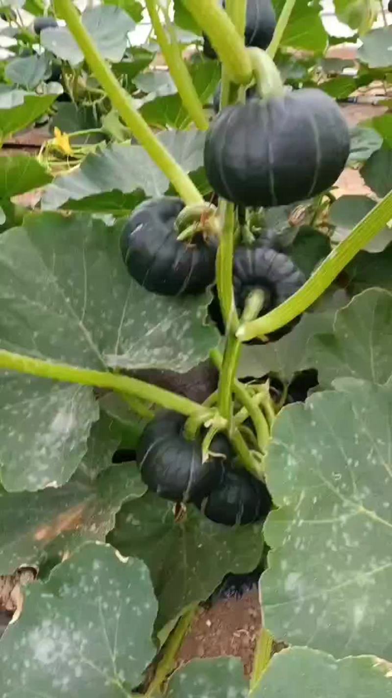 麻杆贝贝南瓜