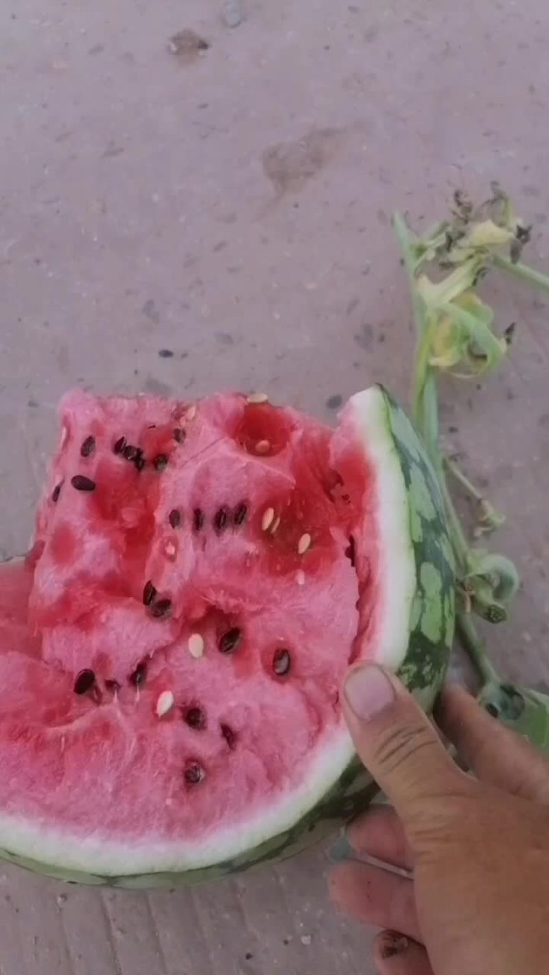 西瓜