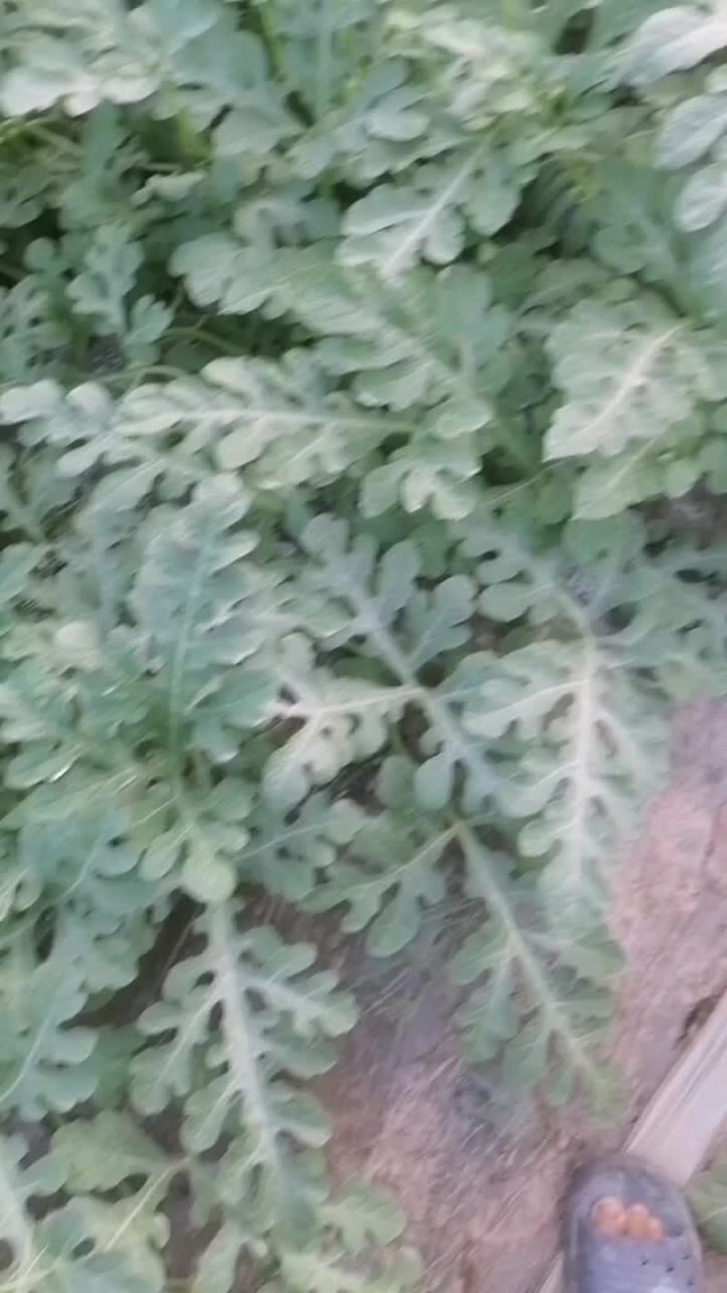 西瓜