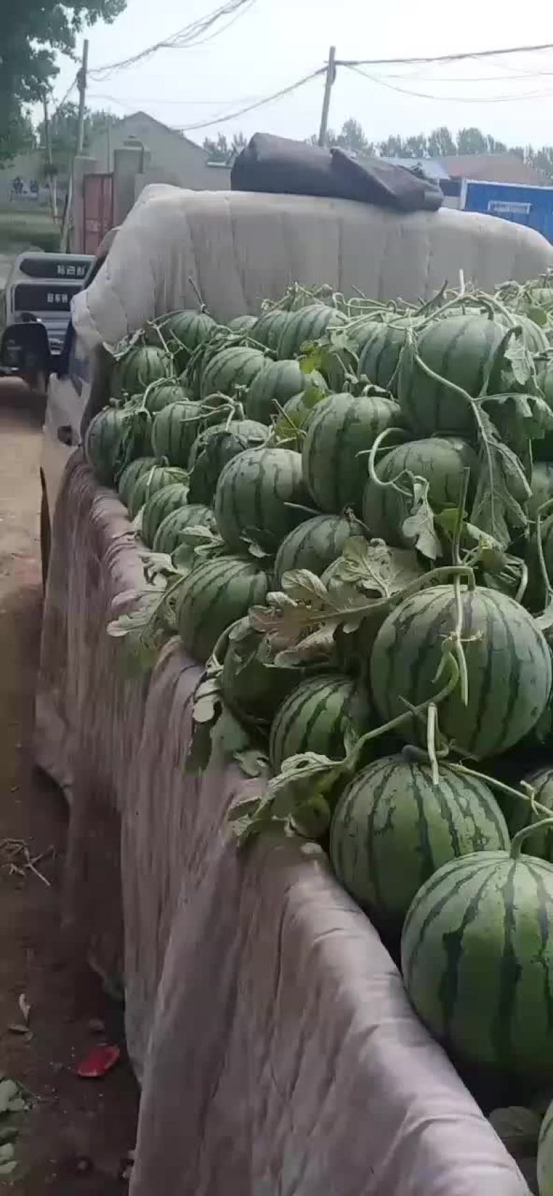 永清西瓜