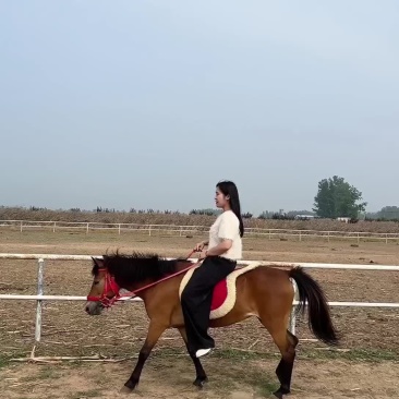 德宝矮马