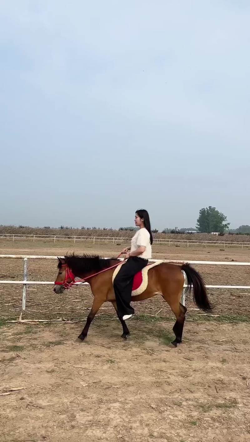 德宝矮马