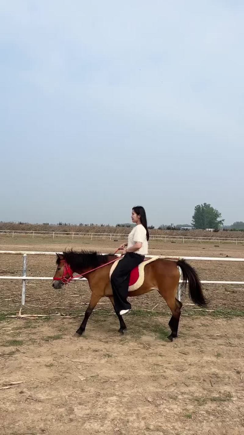 德宝矮马