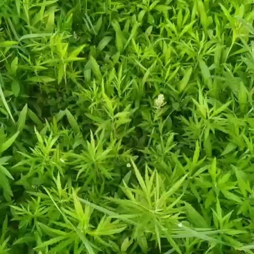 芦蒿