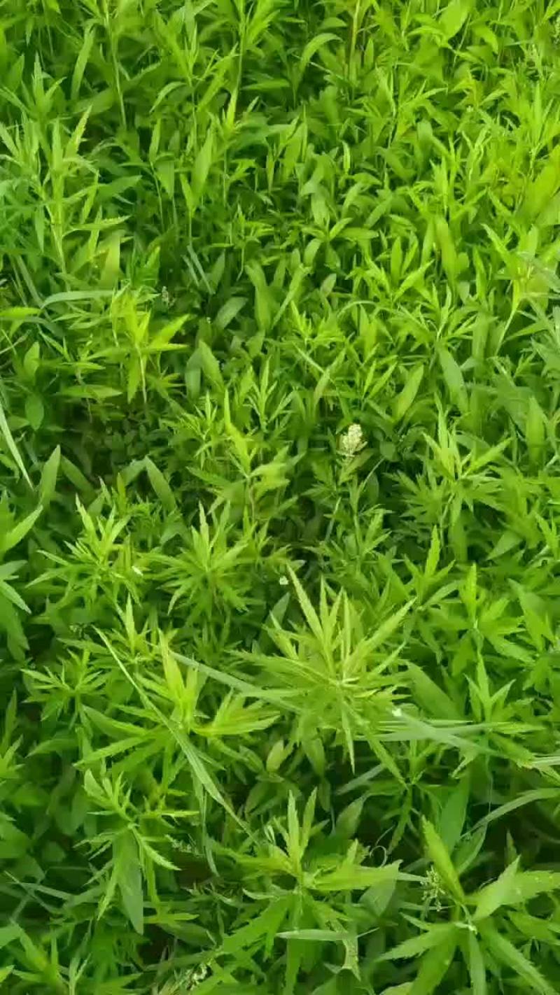 芦蒿