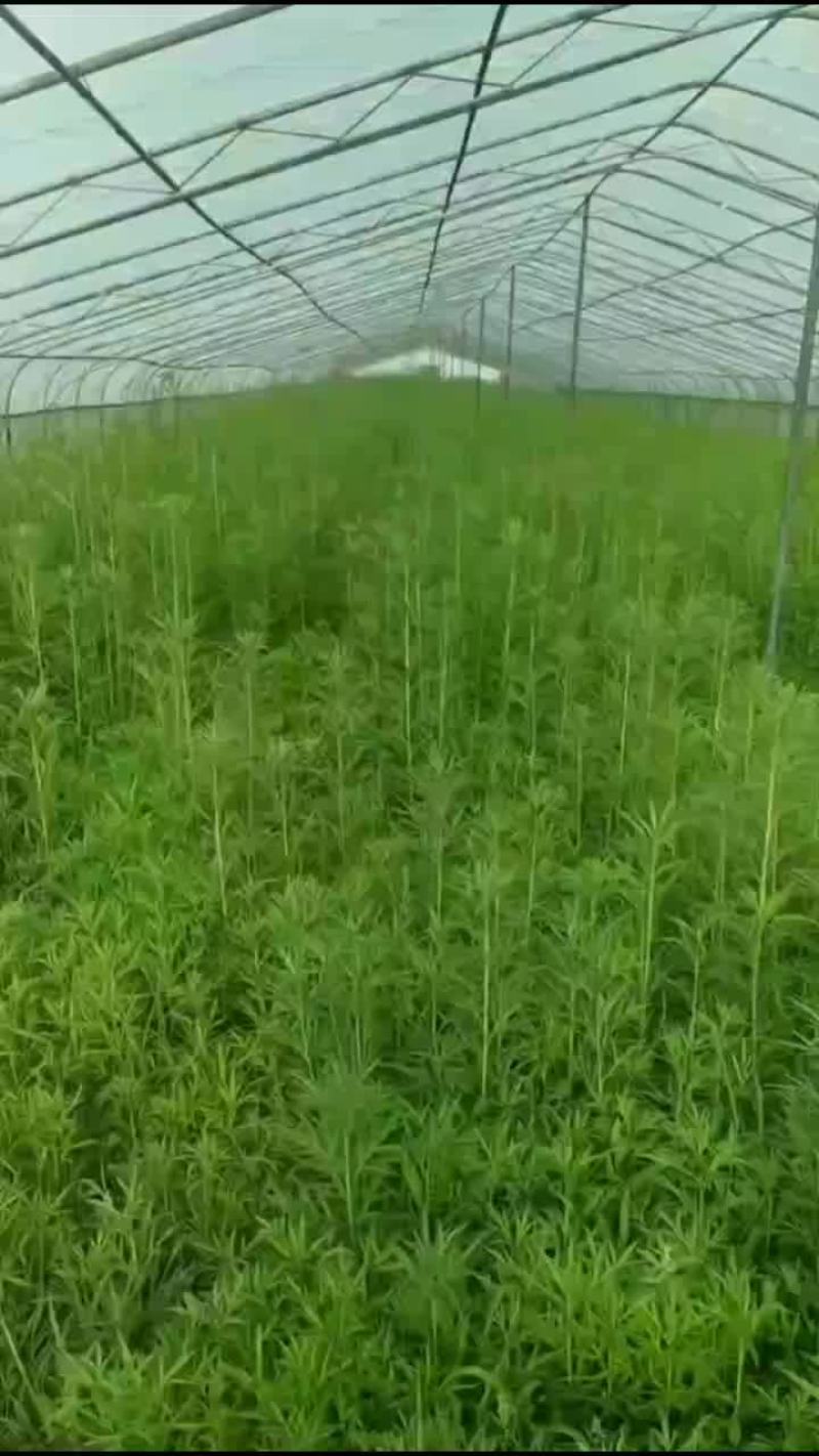 芦蒿