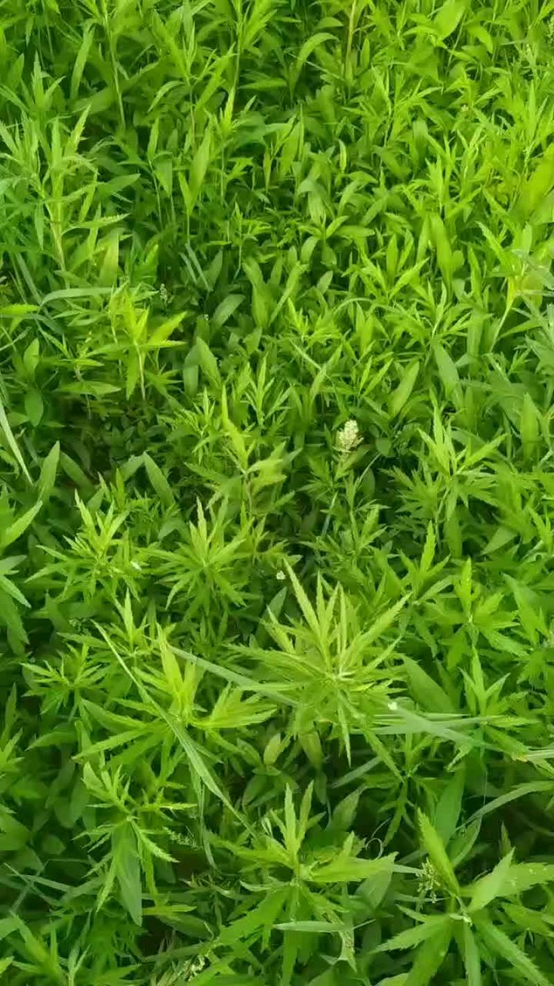芦蒿