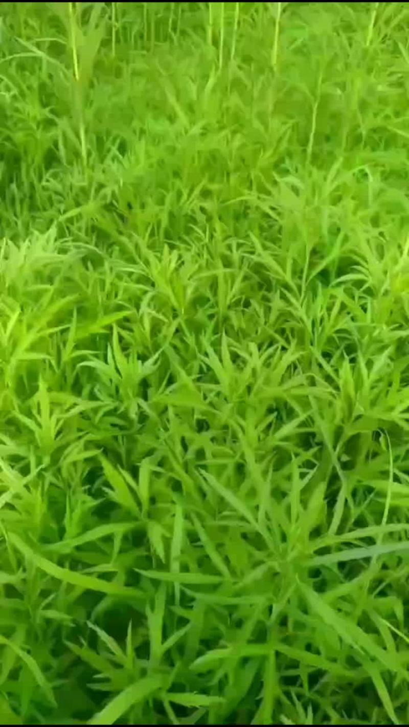 芦蒿