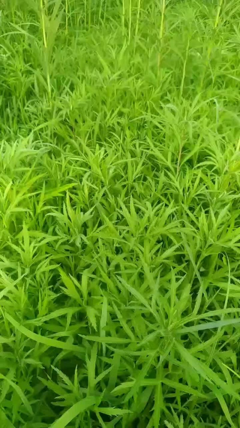 芦蒿