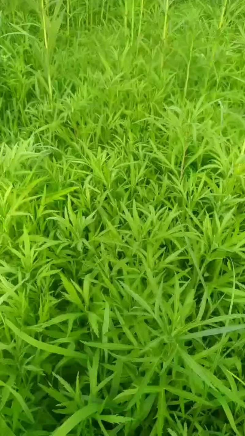 芦蒿