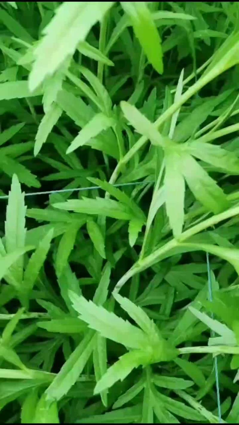芦蒿