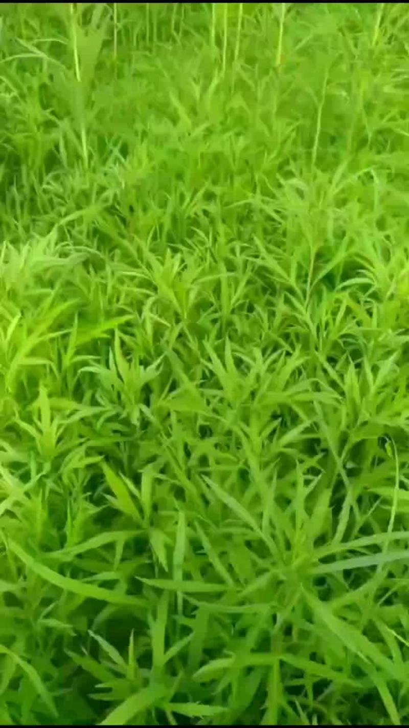 芦蒿