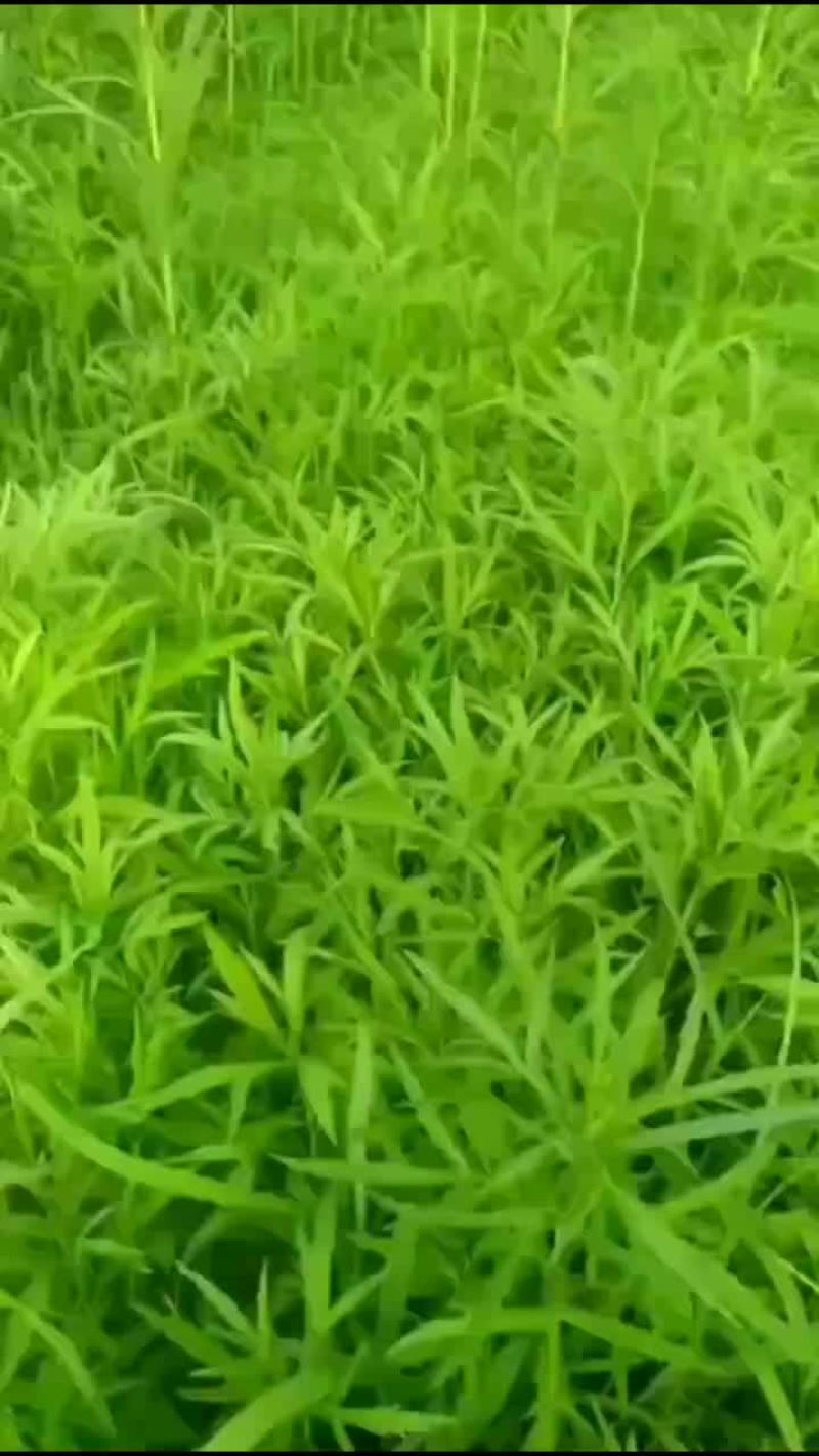 芦蒿