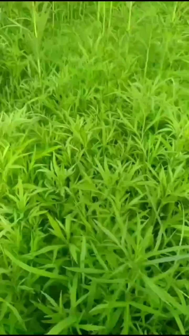 芦蒿