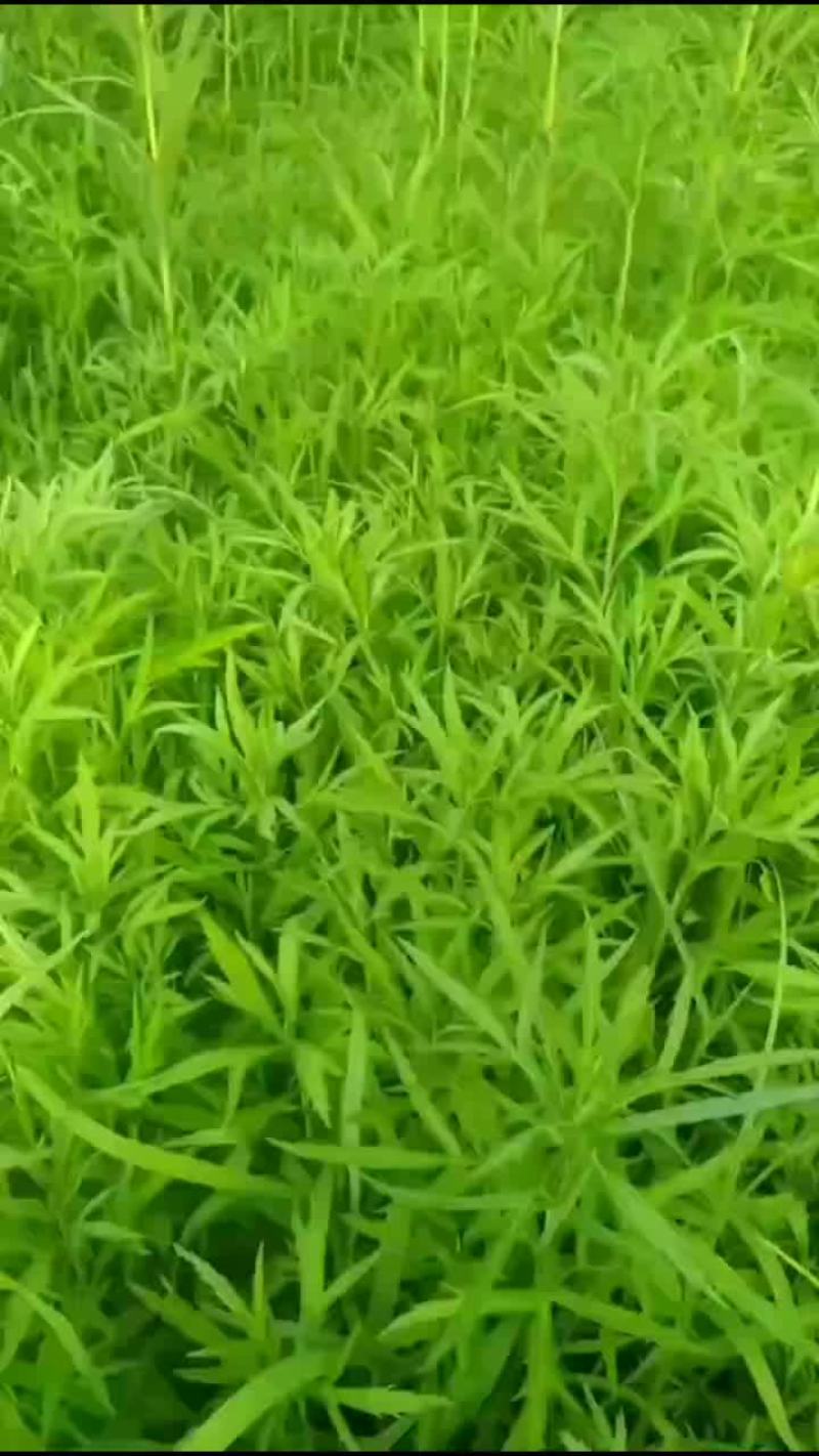 芦蒿