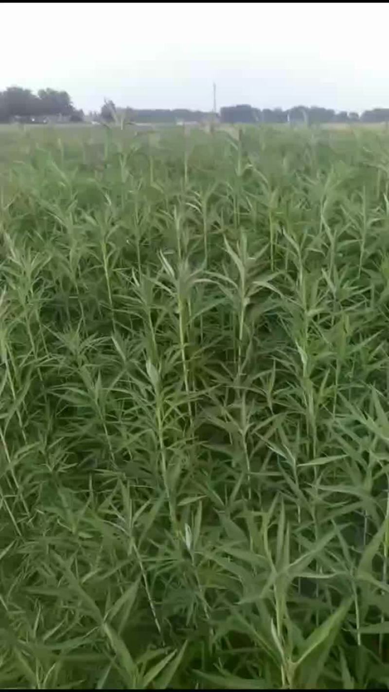 芦蒿