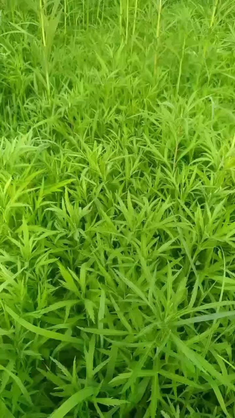 芦蒿