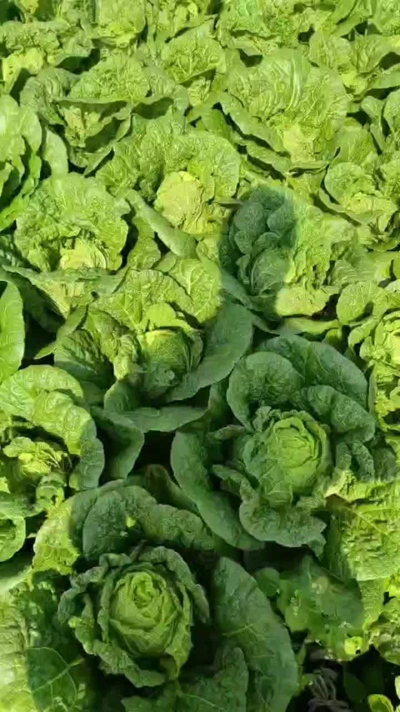 大白菜
