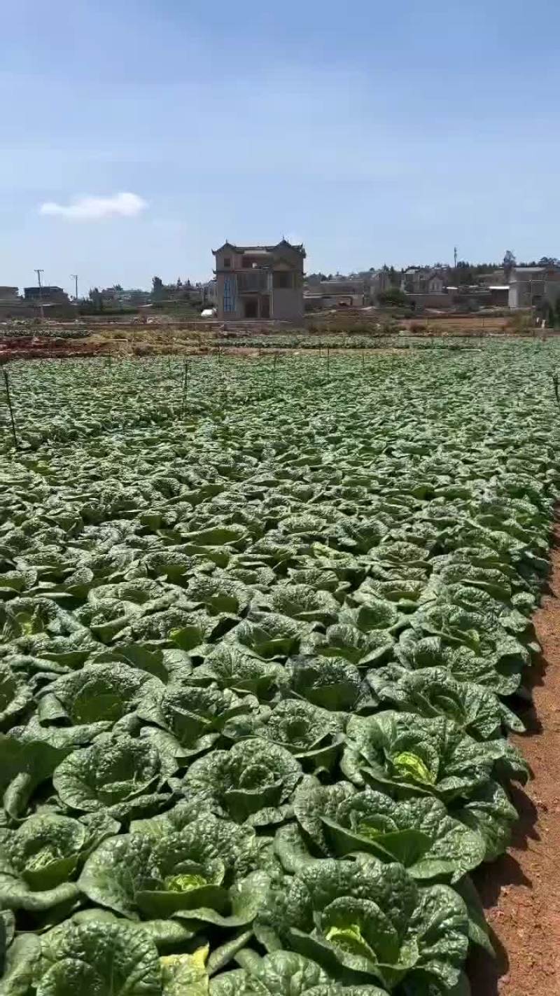 大白菜