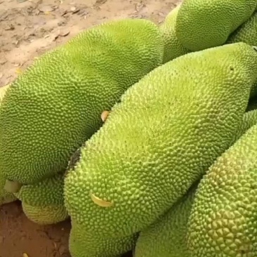 海南保亭黄肉菠萝蜜