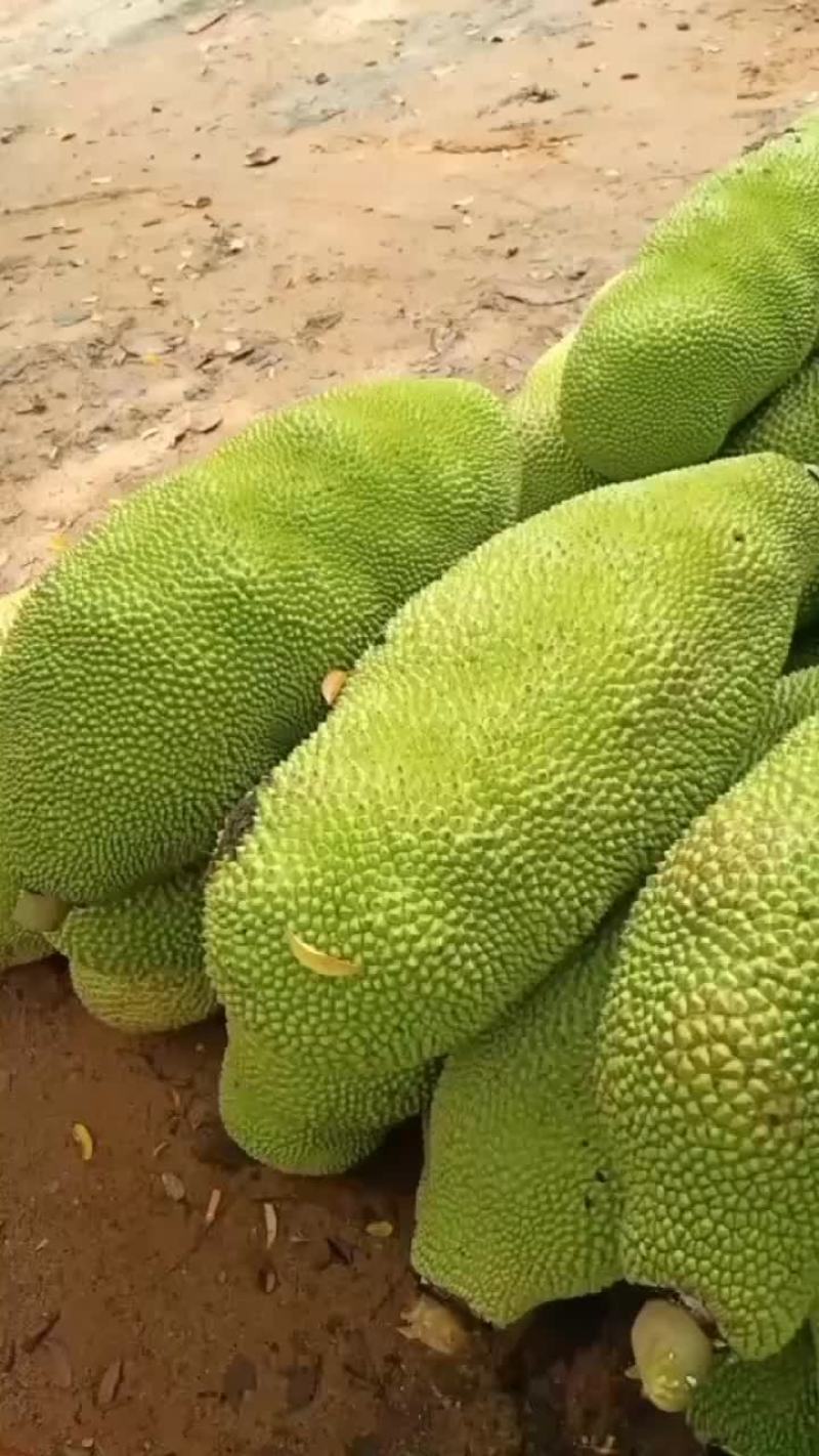 海南保亭黄肉菠萝蜜