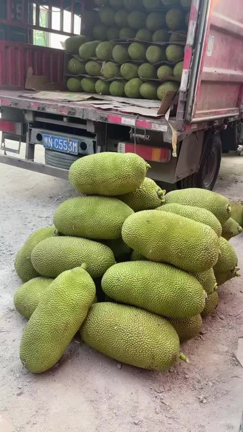 海南保亭黄肉菠萝蜜