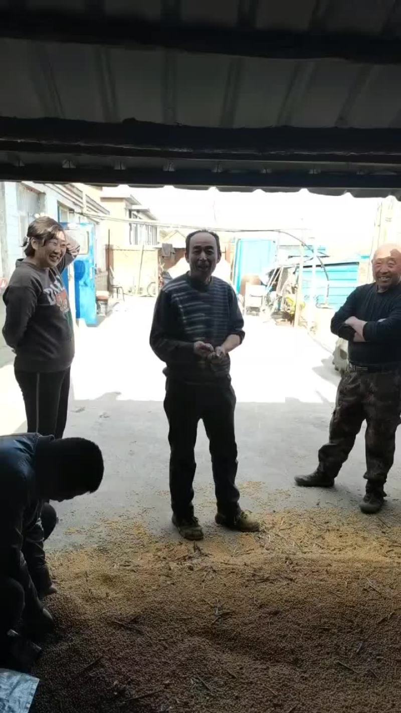 大豆