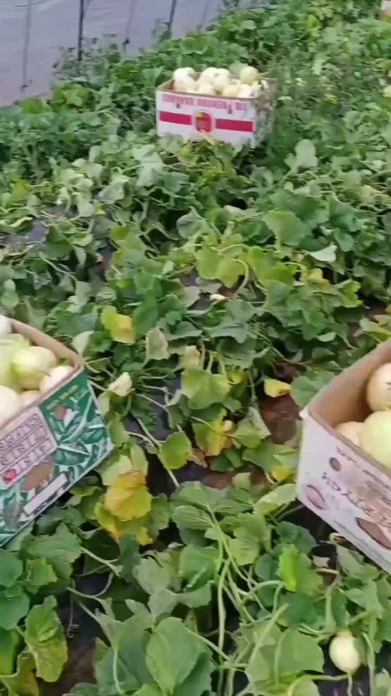 各位老板，有需要的给我联系