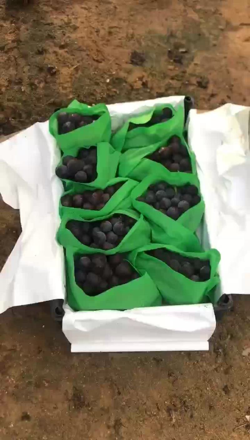 辽宁巨峰葡萄代办