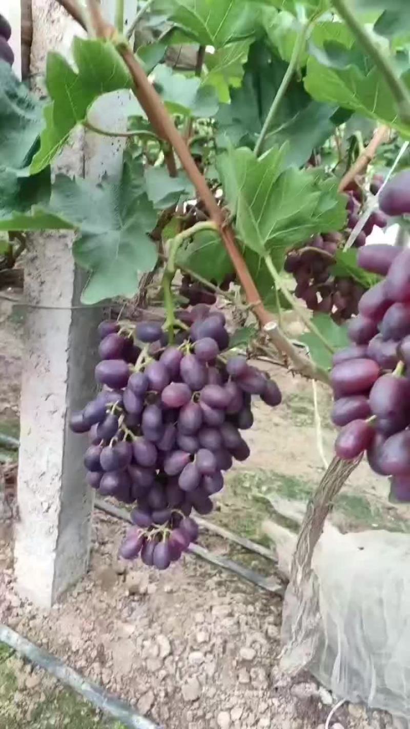 巨圣葡萄