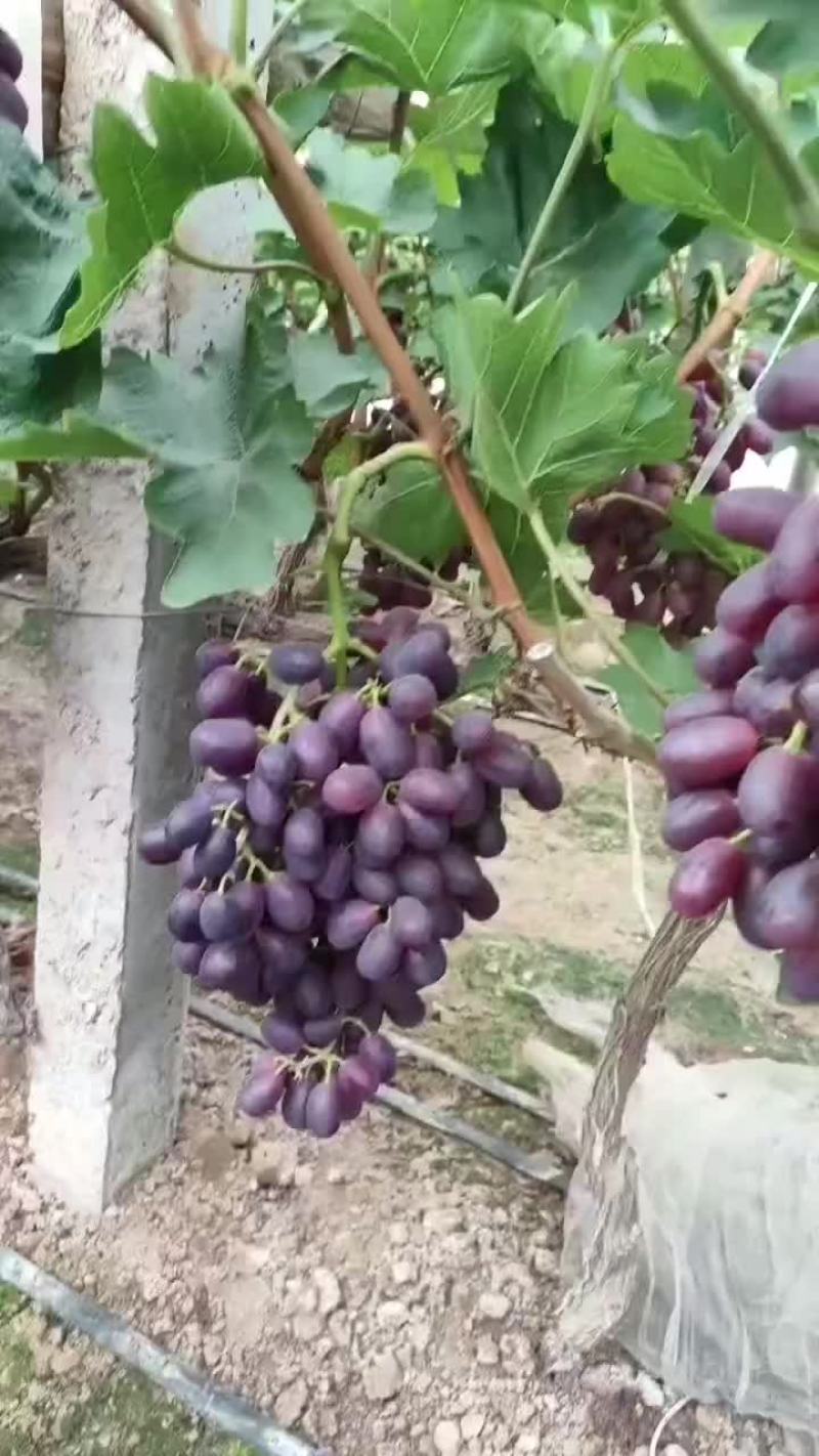 巨圣葡萄