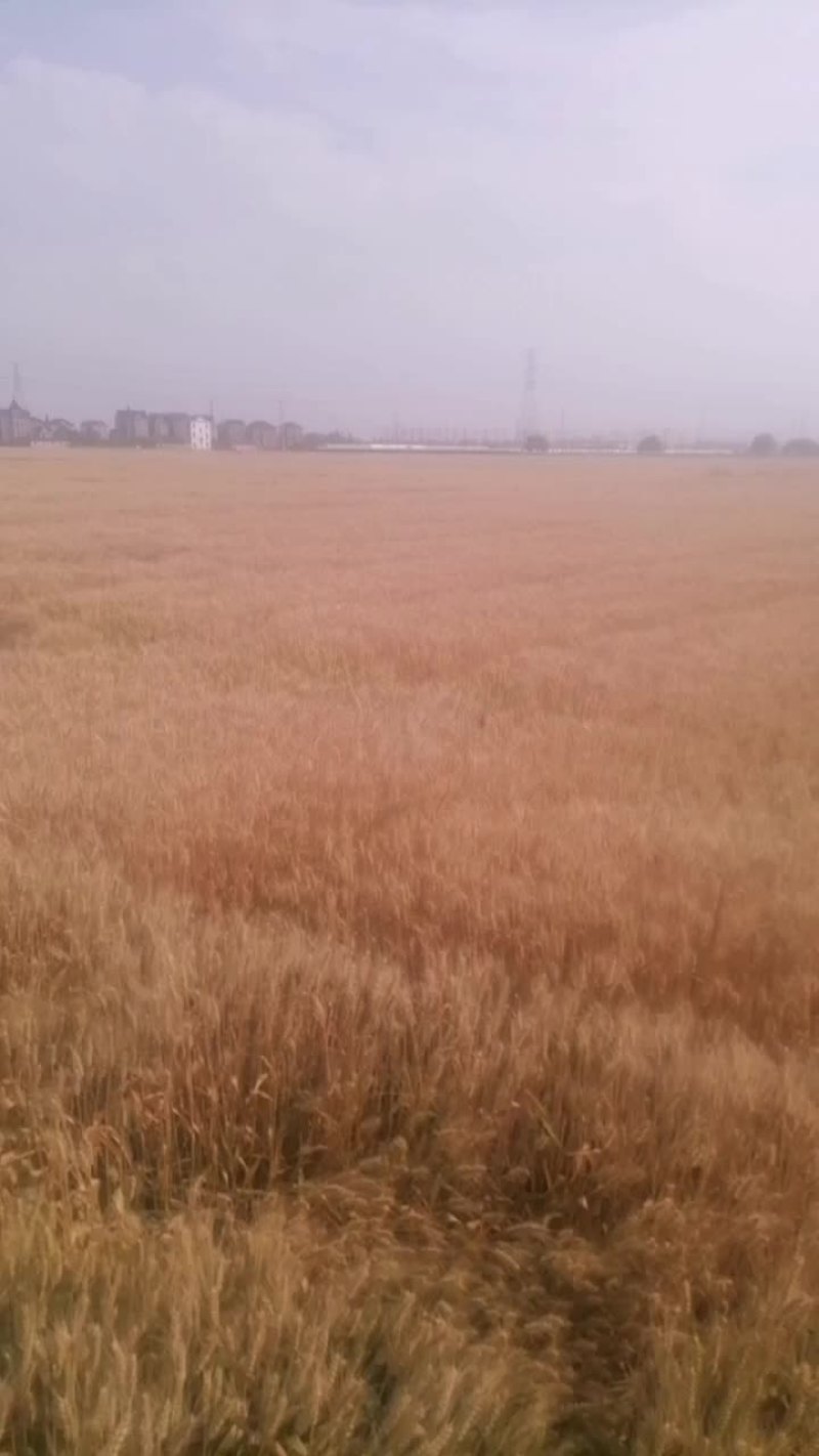 优质小麦