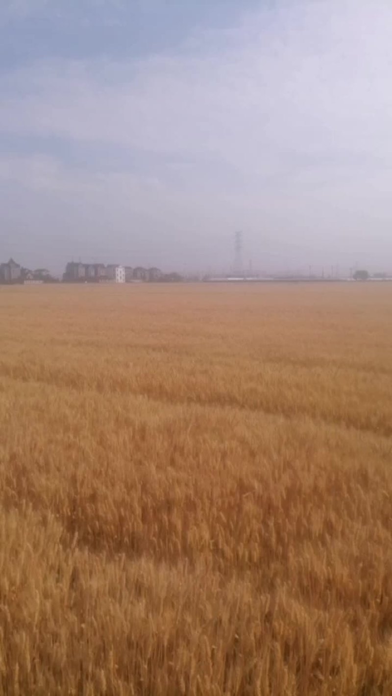 优质小麦