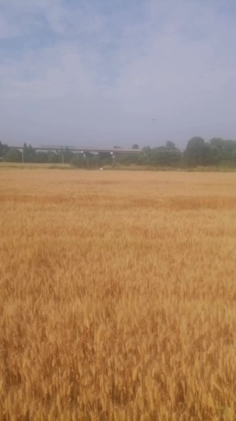 优质小麦