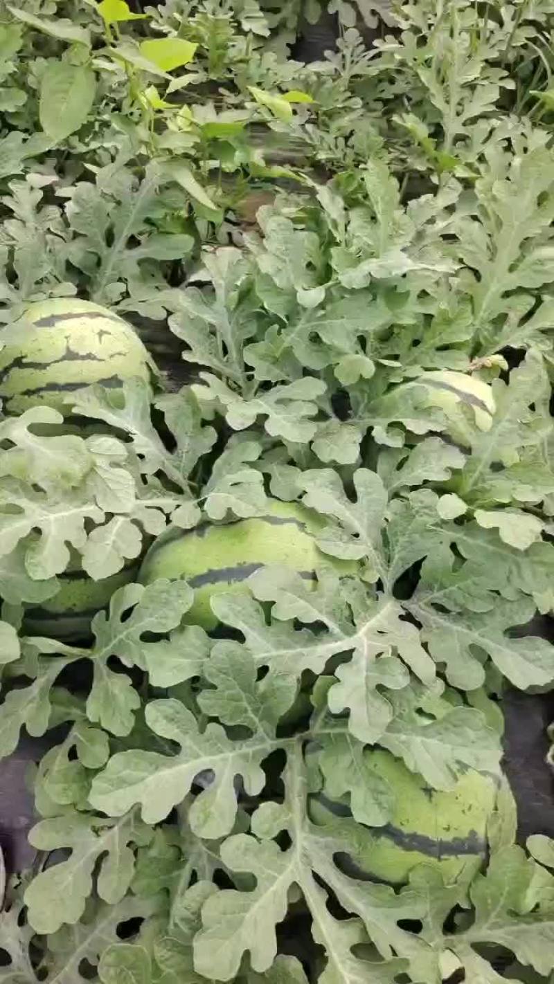 双红瓤